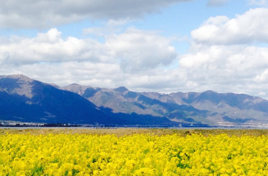 比良山と菜の花